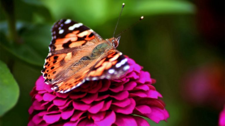 تصاویر پس زمینه (۲۱ دی)