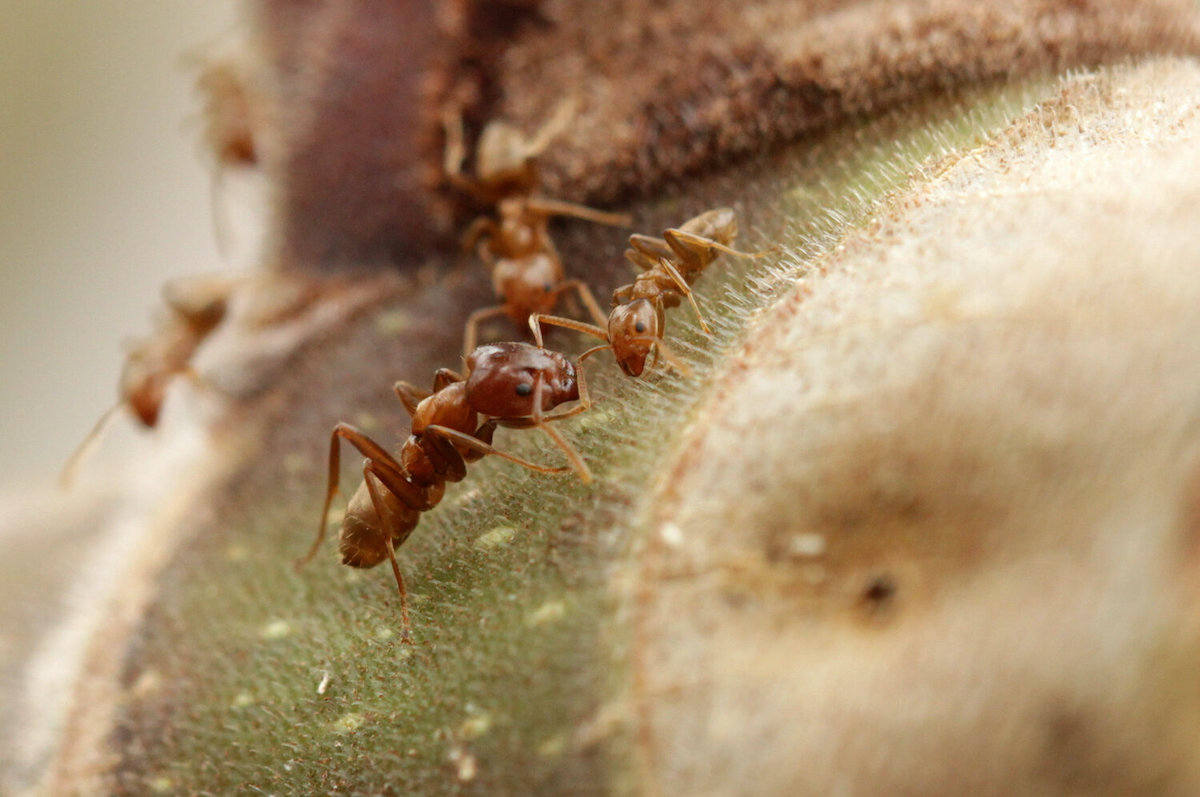 مورچه آزتکا آسیب‌های بدنه درختان میزبان لانه خود را ترمیم می‌کند