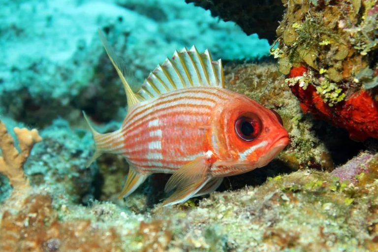 پژوهشی جدید نشان می‌دهد که اکثر ماهی‌ها از طریق صدا با یکدیگر ارتباط برقرار می‌کنند