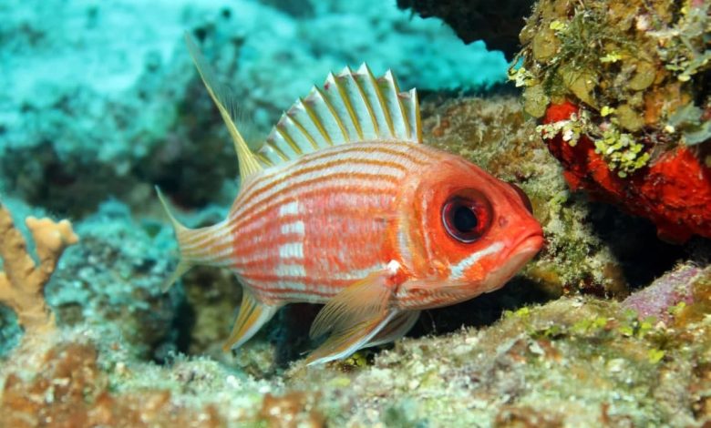 پژوهشی جدید نشان می‌دهد که اکثر ماهی‌ها از طریق صدا با یکدیگر ارتباط برقرار می‌کنند