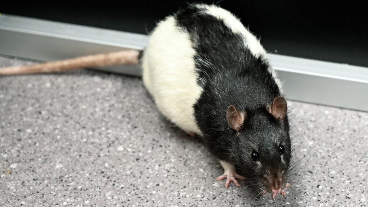 نمونه آزمایشگاهی