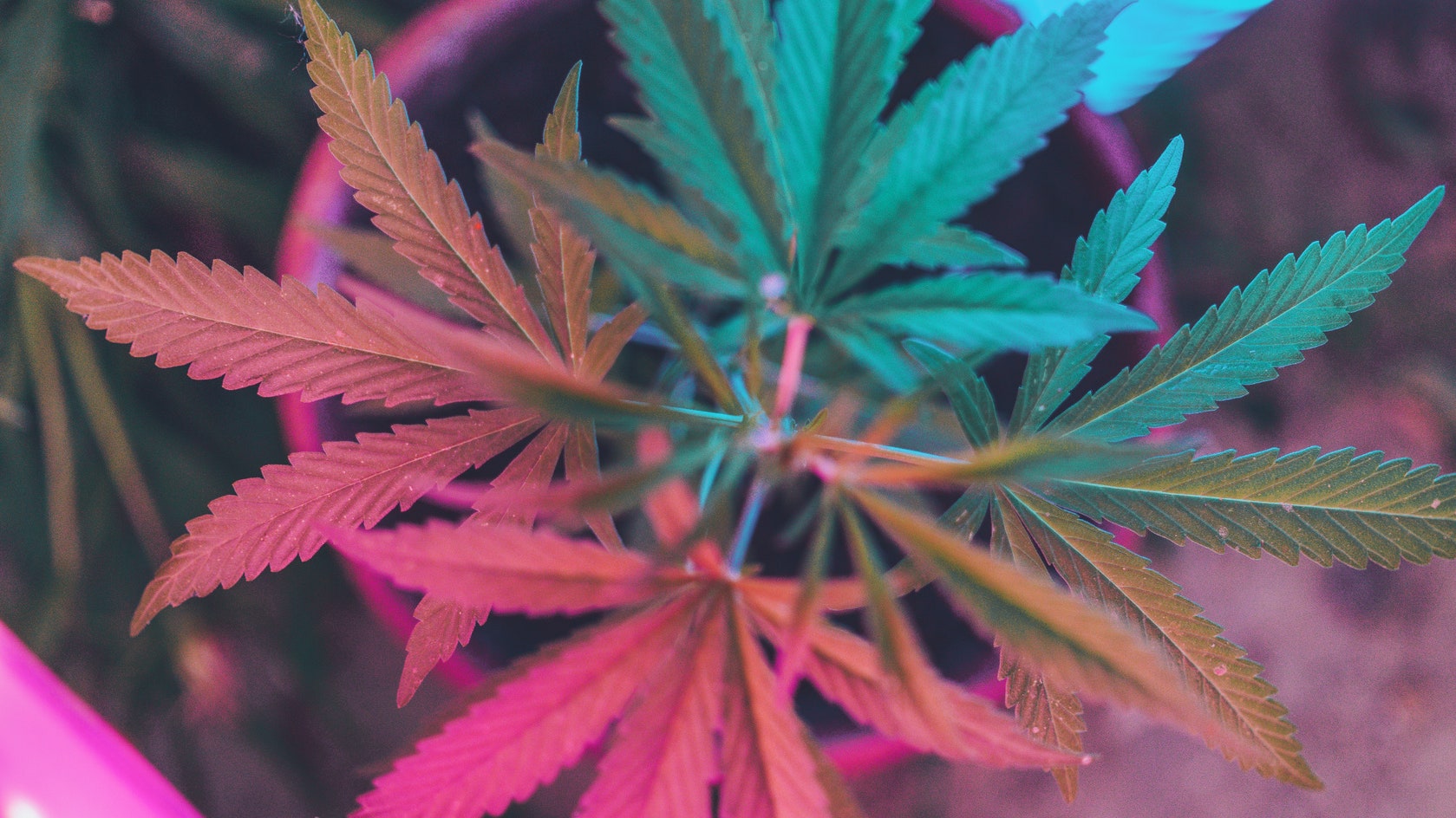 کشیدن گل ماریجوانا از ابتلا به کرونا جلوگیری «نمیکند»