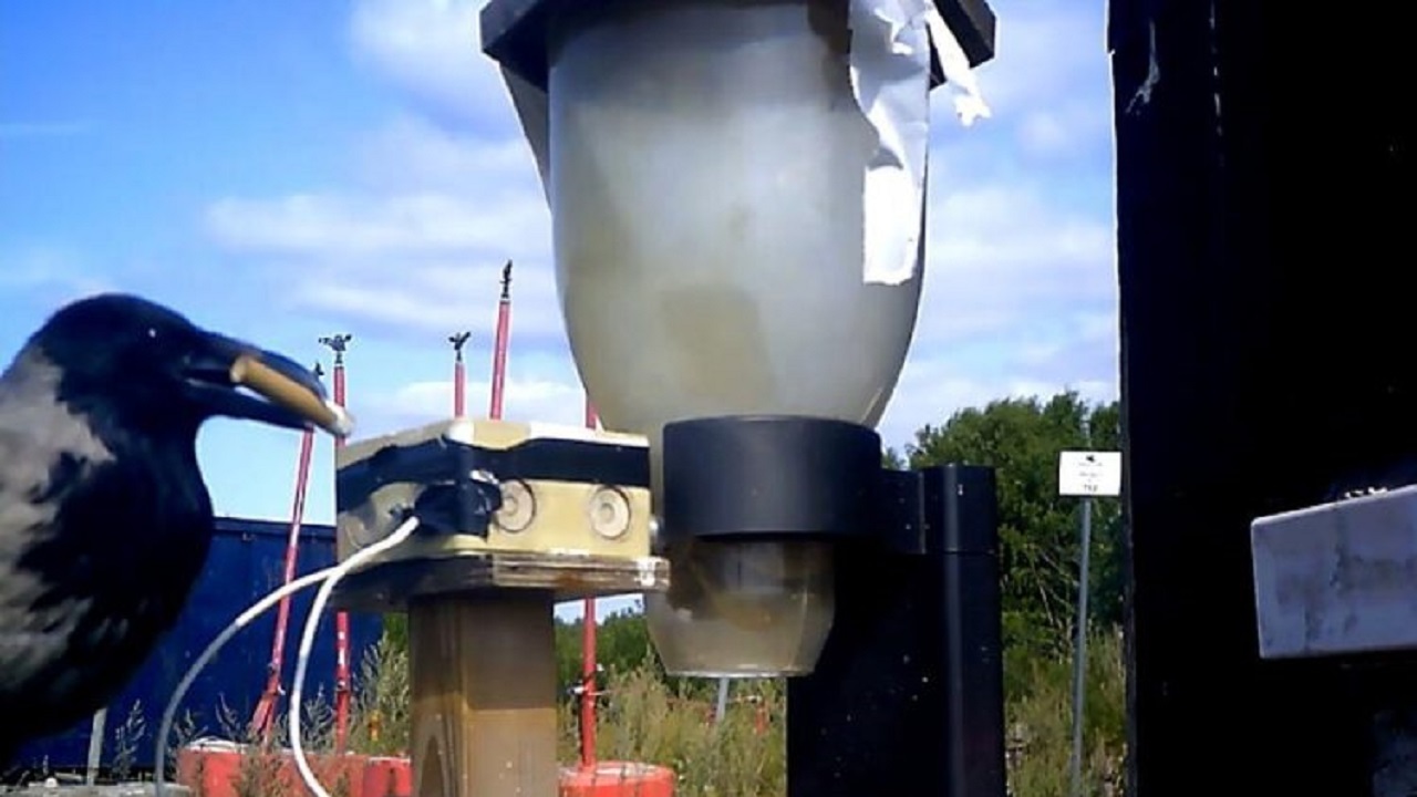 آموزش کلاغ ها برای جمع آوری فیلتر سیگار + فیلم