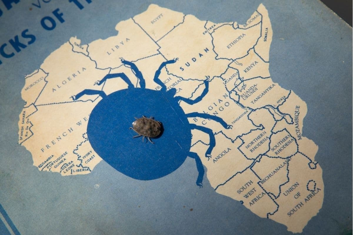 این کنهها میتوانند سالها بدون غذا زنده بمانند و نزدیک به 30 سال عمر کنند