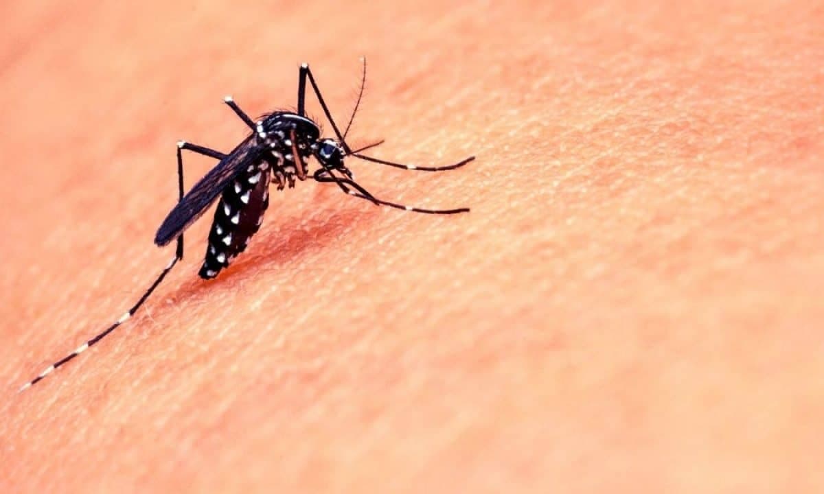 با پوشیدن لباس به این چهار رنگ، از گزند پشهها در امان بمانید