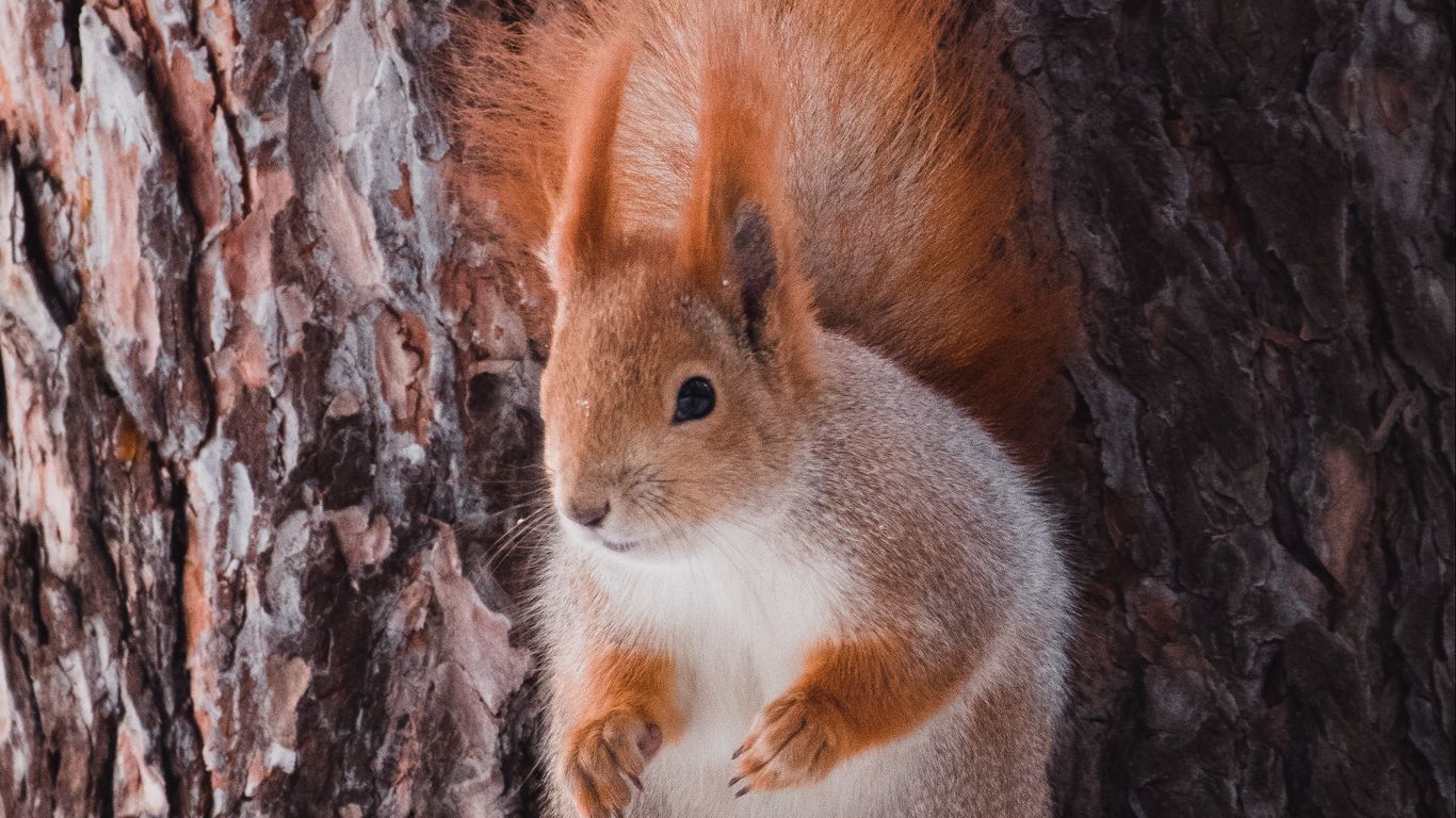 سنجاب سنجاب