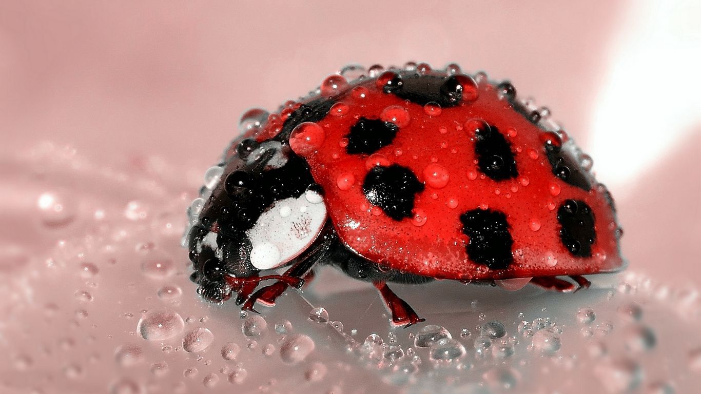 کفشدوزک کفشدوزک