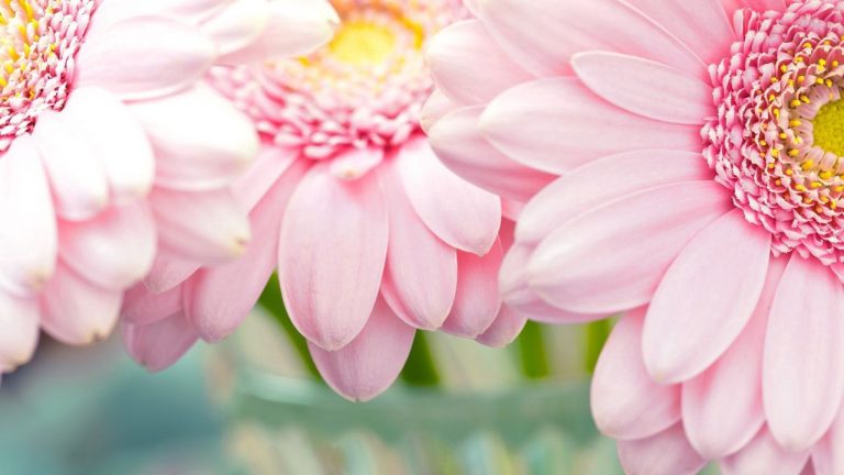 تصاویر پس زمینه (۵ اسفند)