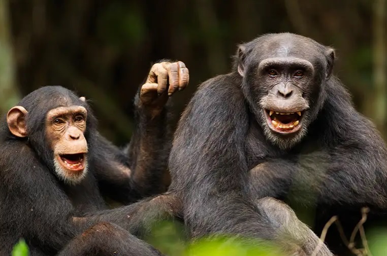 شامپانزه‌ها ظاهرا از حشرات برای خود درمانی و التیام زخم‌ها استفاده می‌کنند