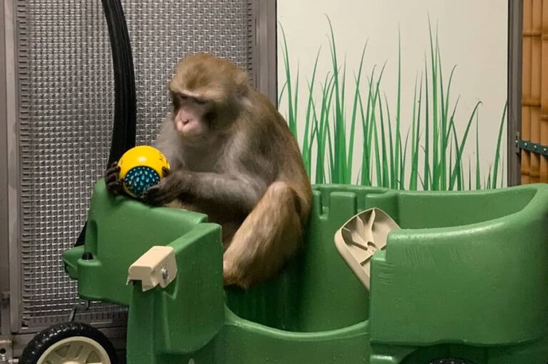 شرکت نورالینک ادعای سوء استفاده از حیوانات را رد کرد