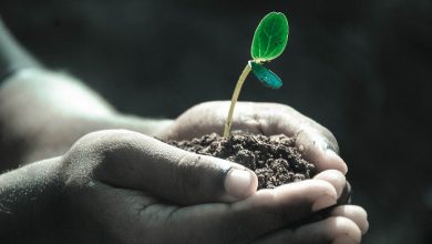 شناسایی 1044 گیاه کمتر شناخته توسط محققان که می‌توانند با کمبود ویتامین مقابله کنند