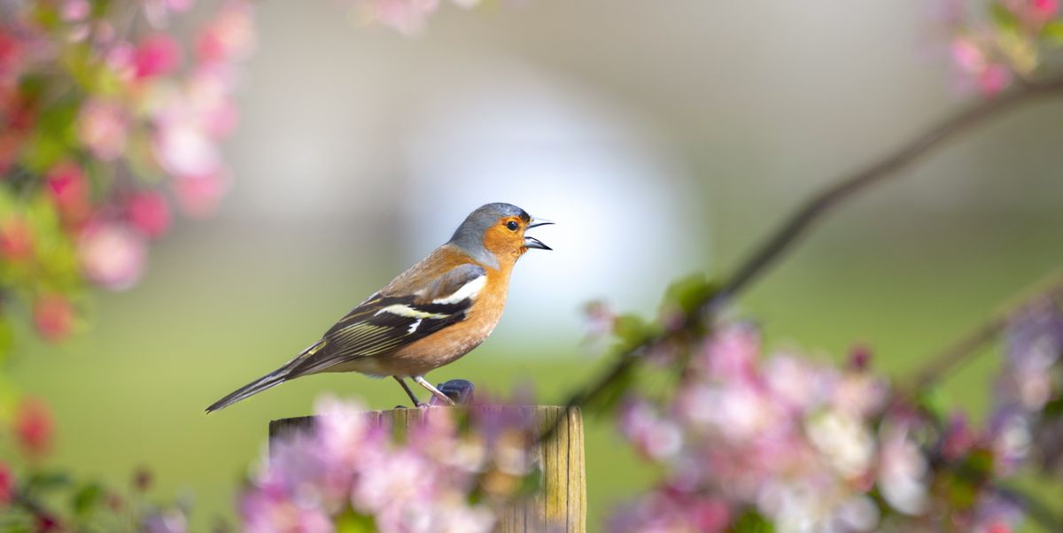 معجزه صدا در طبیعت: موسیقی عنکبو‌ت‌ها، مارها و نهنگ‌ها به چه کار می‌آید؟