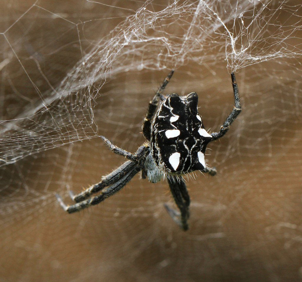 Photos of Tropical Tent-web Spider (Cyrtophora citricola) · iNaturalist