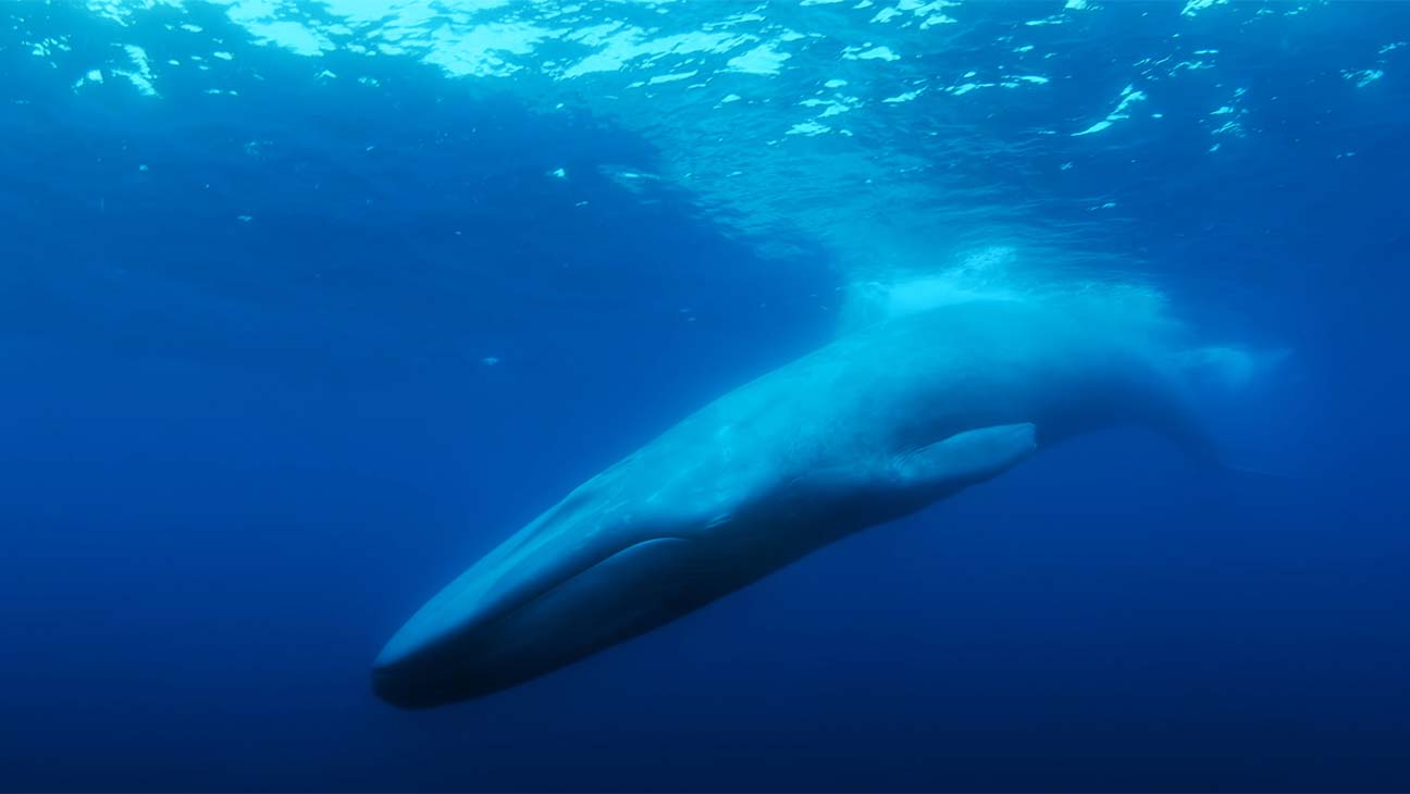 The Loneliest Whale Tries to Find the Internet's Favorite Whale