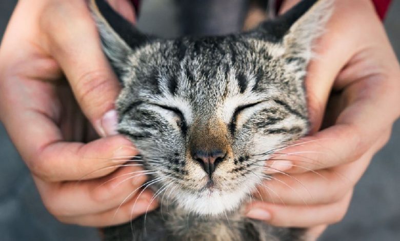 پژوهشی جدید: اهلی کردن گربه‌ها مغز آن‌ها را کوچک کرده است