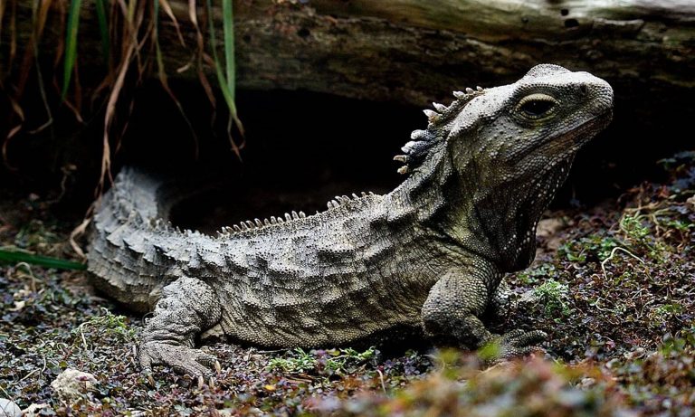 این فسیل از راز یکی از عجیب‌ترین خزنده‌های طبیعت پرده برمی‌دارد