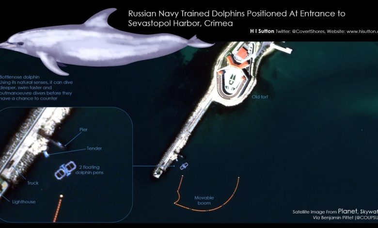 استفاده روس‌ها از دلفین‌ در جنگ با اوکراین