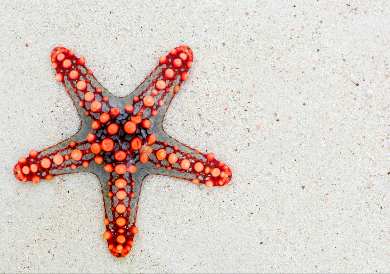 قانونی جدید برای طبیعت: میل حیات به تقارن