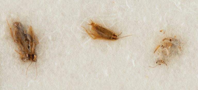 حراج تنها سوسک‌های جهان که خاک ماه خورده بودند