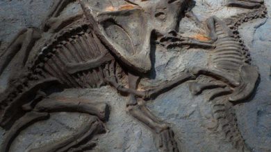 دانشمندان احتمالا یکی از قدیمی‌ترین اسرار مربوط به دایناسورها را حل کردند