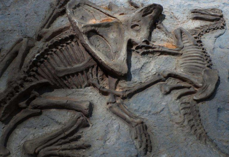 دانشمندان احتمالا یکی از قدیمی‌ترین اسرار مربوط به دایناسورها را حل کردند