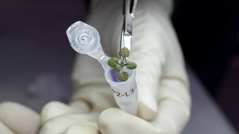 دانشمندان برای اولین بار موفق به پرورش گیاه در خاک ماه شدند [تماشا کنید]