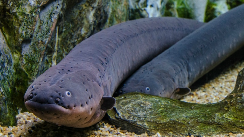 دانشمندان روی توسعه نسل جدید باتری‌ با الهام از گونه‌ای مارماهی‌ الکتریکی کار می‌کنند