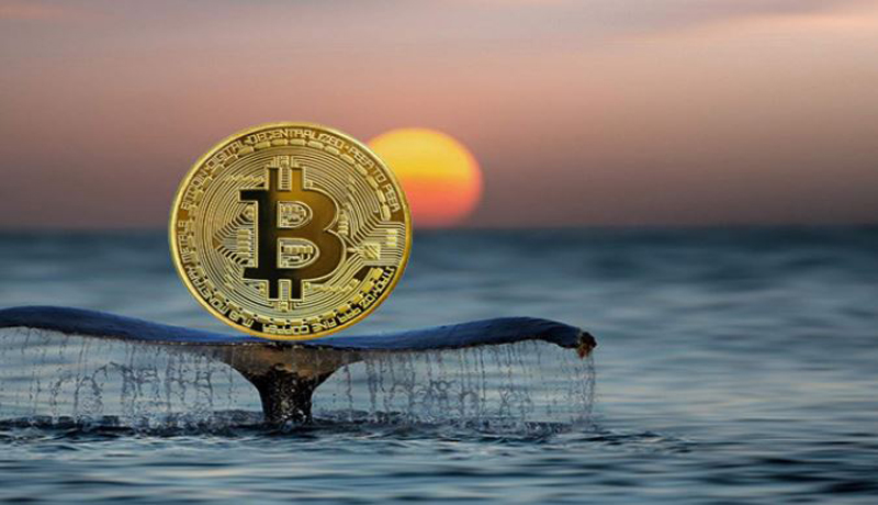 ردیابی خرید ۲۵ میلیون دلار بیت کوین توسط یک نهنگ ناشناس!