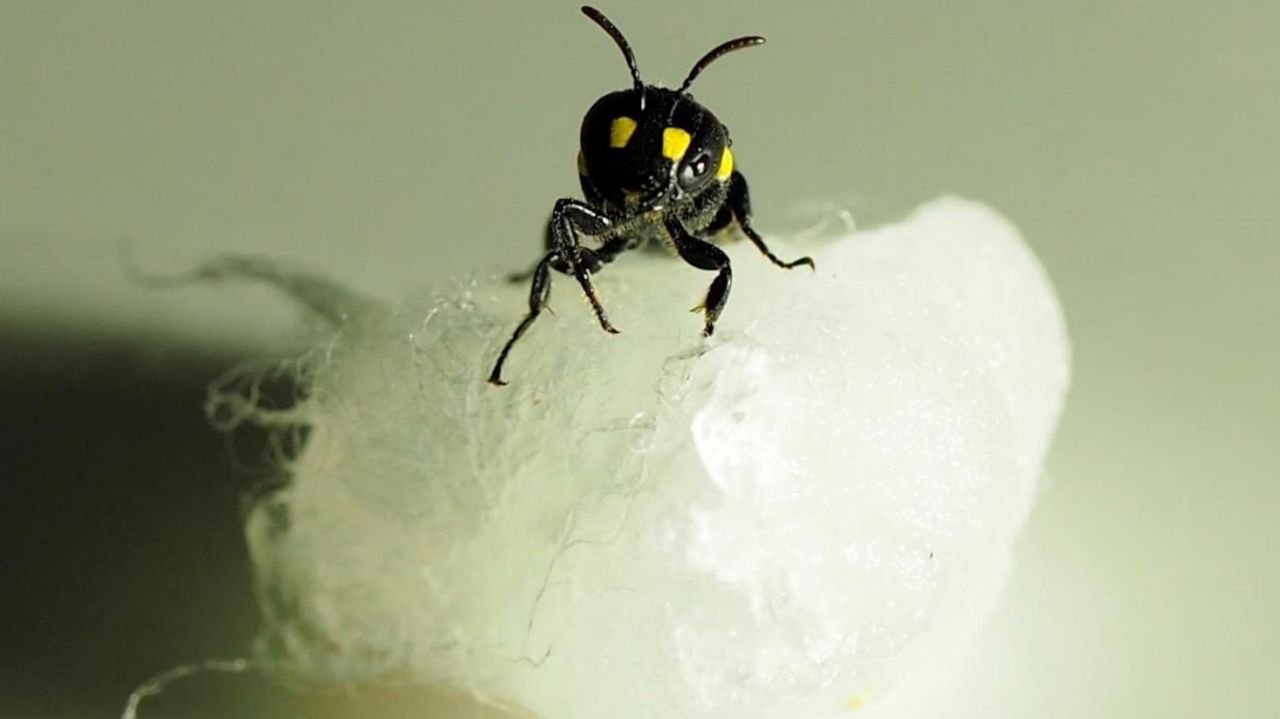 محققان نیوزلندی با استفاده از زنبورها نوعی پلاستیک تجزیه‌پذیر ساختند