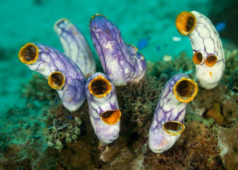 پژوهشی جدید: خوردن این موجود دریایی عجیب علائم پیری را در موش‌ها معکوس کرد