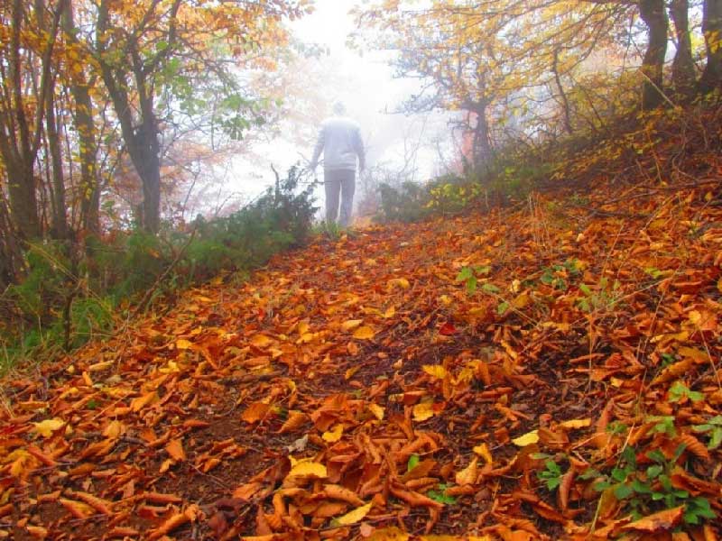 جنگل ابر شاهرود در پاییز