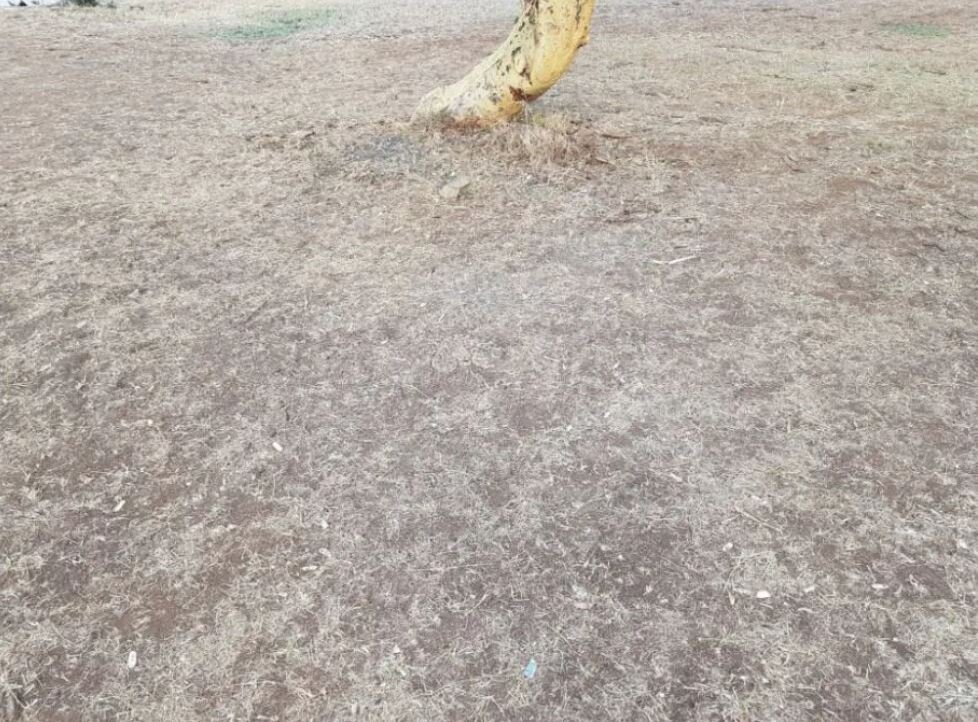 اگر شکارچی کمین‌کرده را پیدا کنید چشم عقاب دارید  / عکس