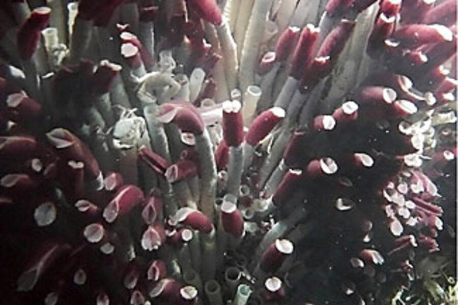 این موجود عجیب و سخت‌جان از سم تغذیه می‌کند! / عکس