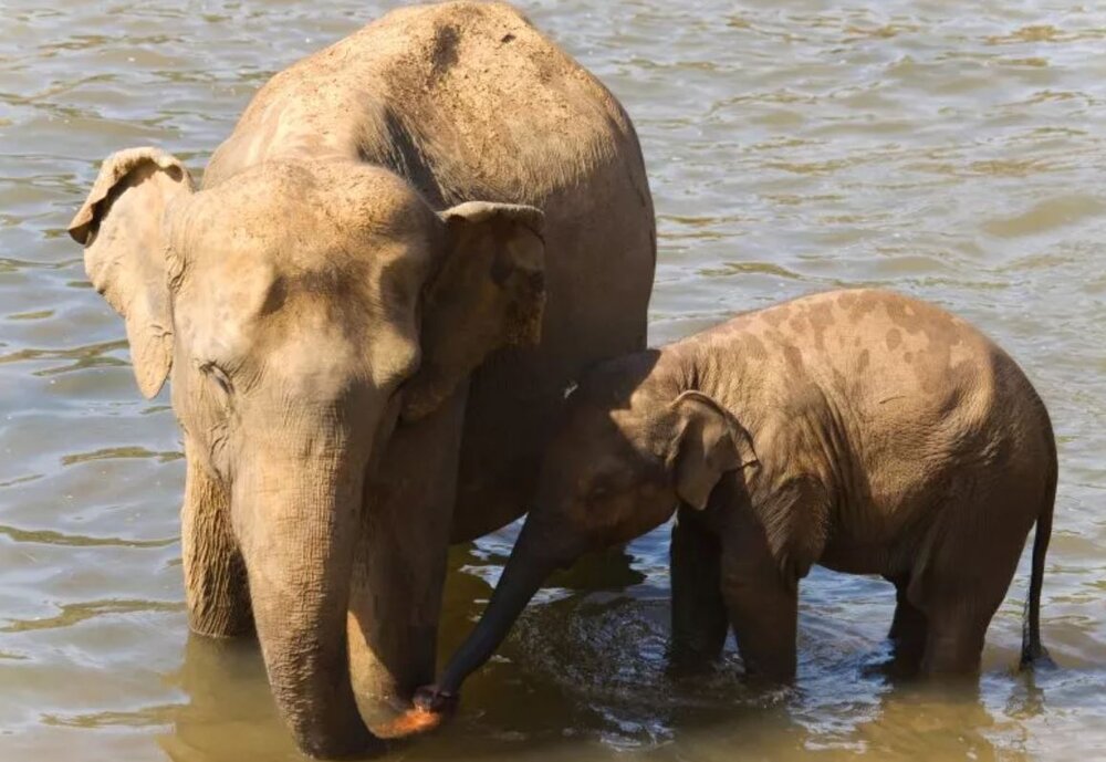 بازگشت موجود غول‌پیکر باستانی با علم ژنتیک/ عکس