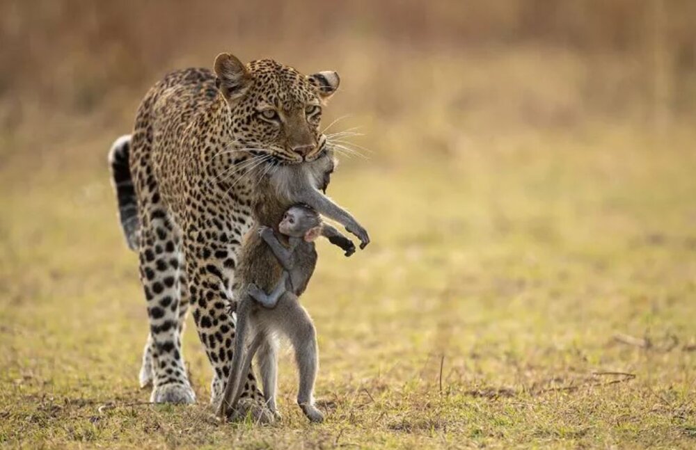عکس | تلاش دلخراش بچه بابونی که جسد مادر مرده‌اش را رها نمی‌کند!
