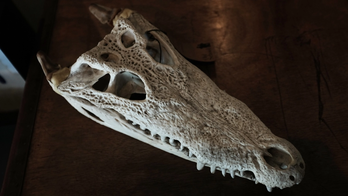 عکس |‌ 9 جمجمه کروکودیل در مقبره‌های اشرف مصر باستان جاماندند!