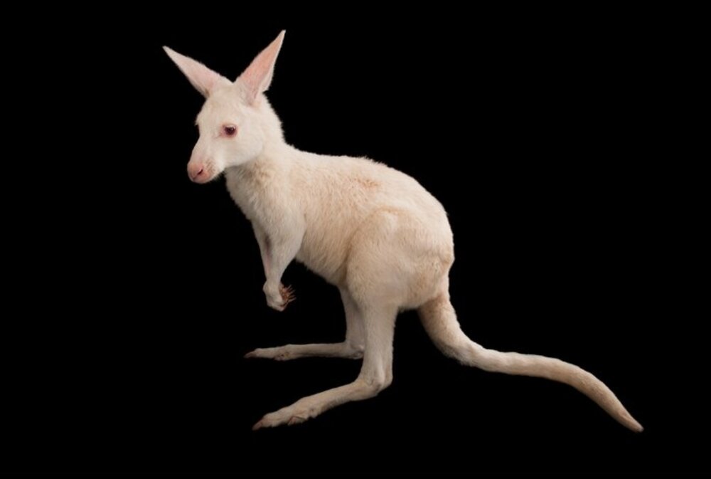 عکس |‌ آلبینیسم در حیات‌وحش؛ چهره رنگ‌پریده این حیوانات حیرت‌آور است!