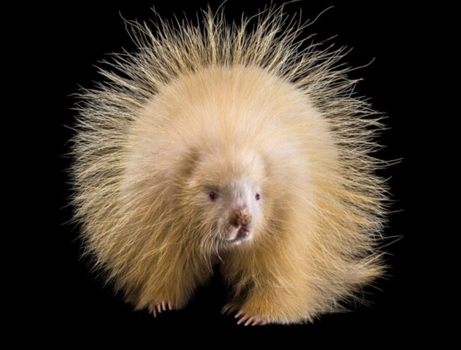 عکس |‌ آلبینیسم در حیات‌وحش؛ چهره رنگ‌پریده این حیوانات حیرت‌آور است!