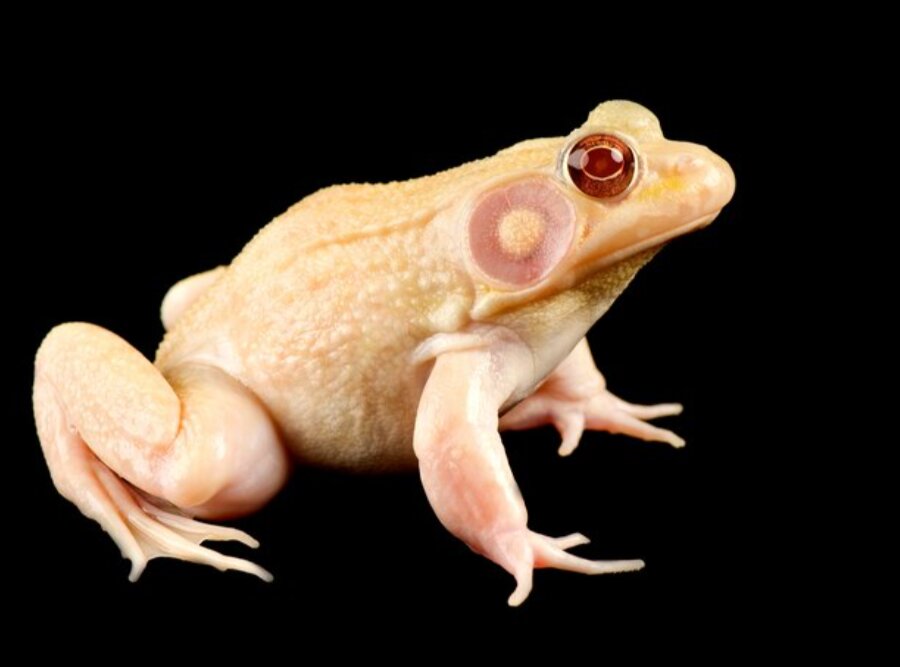 عکس |‌ آلبینیسم در حیات‌وحش؛ چهره رنگ‌پریده این حیوانات حیرت‌آور است!