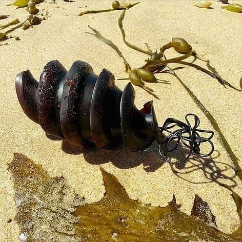 تخم کوسه شاخدار