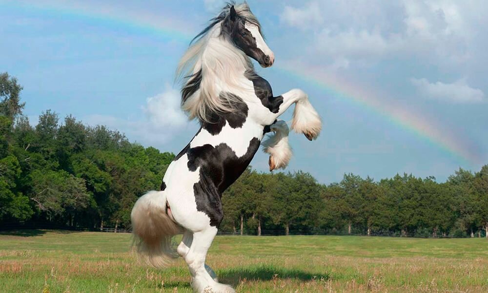 عکس | با اعجاب‌انگیزترین نژادهای اسب آشنا شوید!