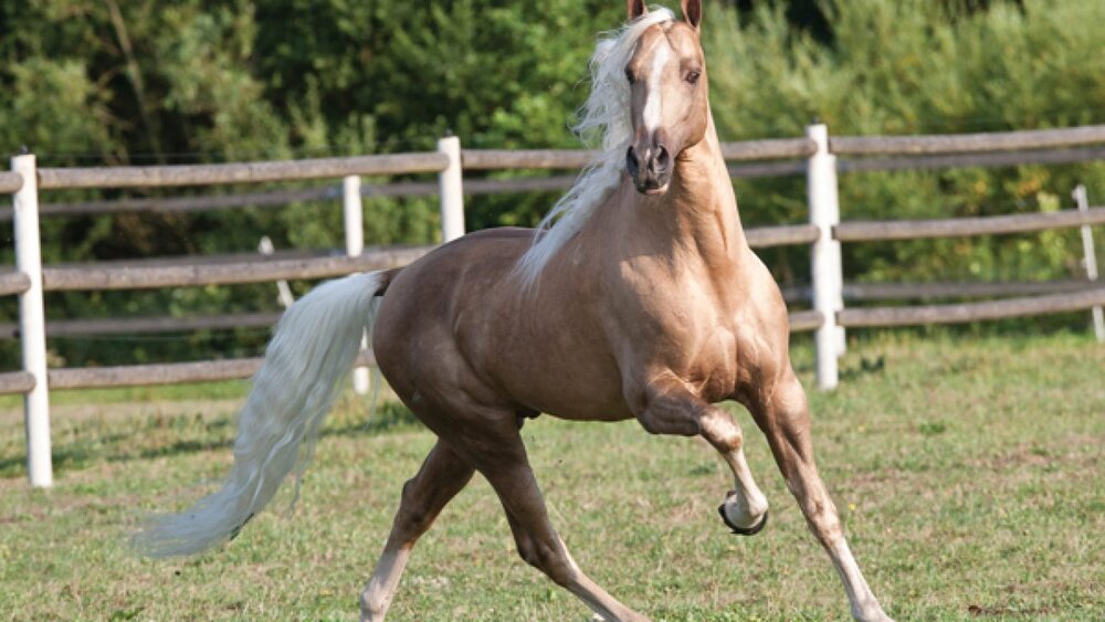 عکس | با اعجاب‌انگیزترین نژادهای اسب آشنا شوید!