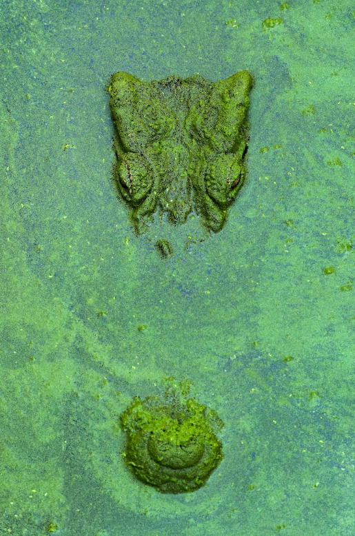 عکس |‌ بازگشت کمیاب‌ترین تمساح دنیا به حیات‌وحش