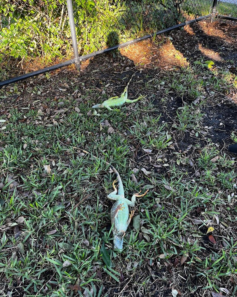 مارمولک‌های بزرگ در رویدادی عجیب چون برگ از درختان می‌افتند! / عکس