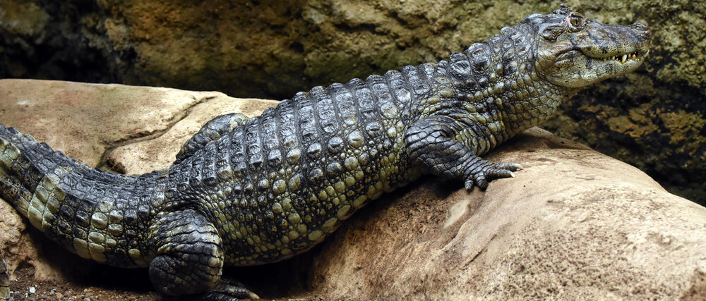 عکس | تمساح کوتوله چگونه از دست همتایان غول‌پیکر فرار می‌کند؟