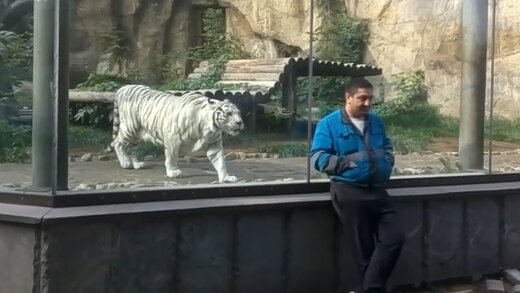 عکس | واکنش عجیب ببری که بعد از 5 سال نگهبان باغوحش را میبیند!