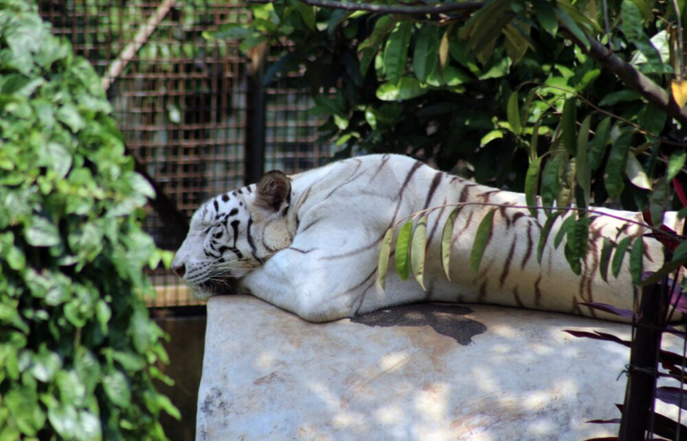 عکس | واکنش عجیب ببری که بعد از 5 سال نگهبان باغ‌وحش را می‌بیند!