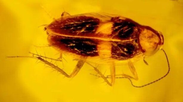 تصاویر | کشف سوسک ۳۰ میلیون ساله که در کهربا گرفتار شده است | مشاهده اسپرم‌های زنده در داخل این فسیل