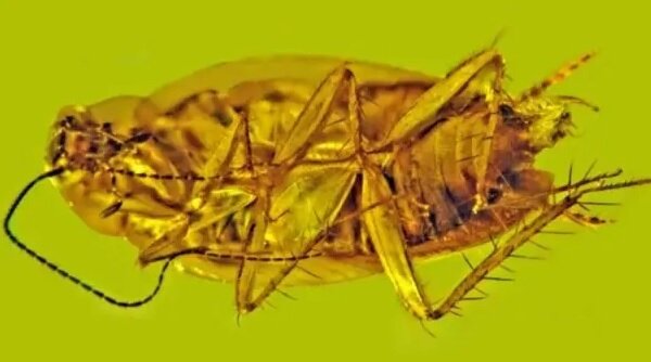 تصاویر | کشف سوسک ۳۰ میلیون ساله که در کهربا گرفتار شده است | مشاهده اسپرم‌های زنده در داخل این فسیل