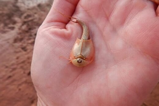 عکس |‌ گردشگری که فسیل 550 ساله زنده را کشف کرد!